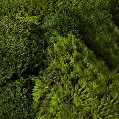 Nahaufnahme der Struktur der Moosart Bärenfell in waldgrün